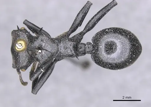 Cephalotes atratus - CASENT0912579