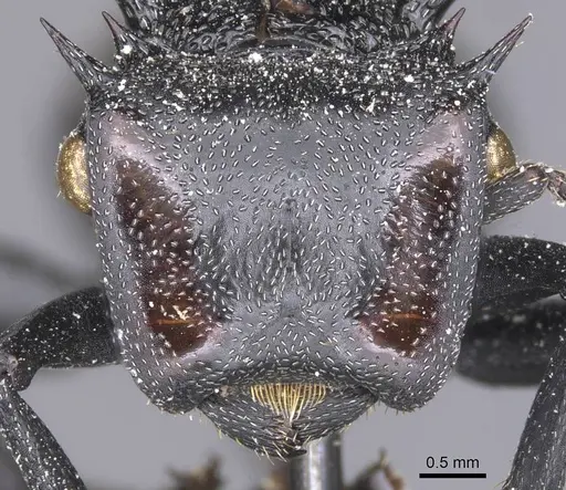 Cephalotes atratus - CASENT0912579