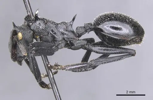 Cephalotes atratus - CASENT0912579