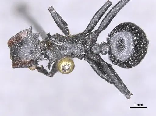 Cephalotes atratus - CASENT0912580