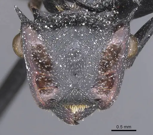 Cephalotes atratus - CASENT0912580