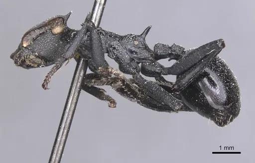 Cephalotes atratus - CASENT0912580