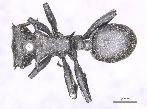 Cephalotes atratus - CASENT0912581