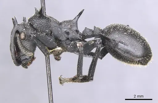 Cephalotes atratus - CASENT0912581