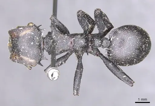 Cephalotes atratus - CASENT0912582