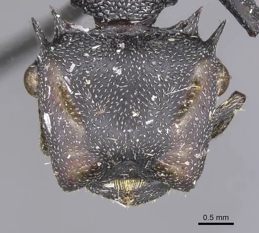 Cephalotes atratus - CASENT0912582