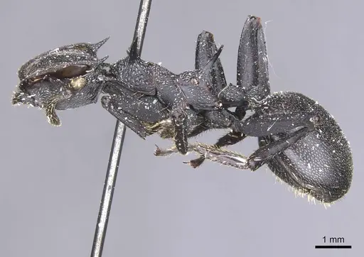 Cephalotes atratus - CASENT0912582