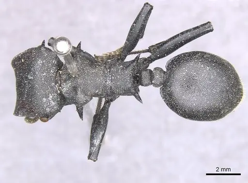 Cephalotes atratus - CASENT0912583