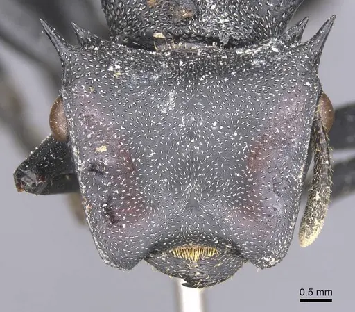 Cephalotes atratus - CASENT0912583