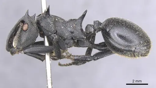 Cephalotes atratus - CASENT0912583