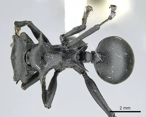 Cephalotes atratus - CASENT0914461