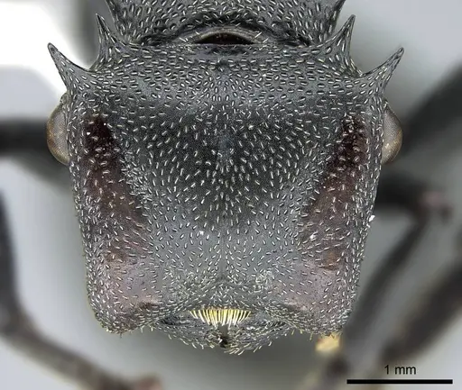 Cephalotes atratus - CASENT0914461