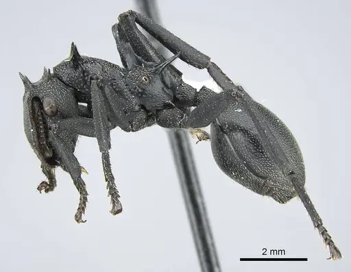 Cephalotes atratus - CASENT0914461