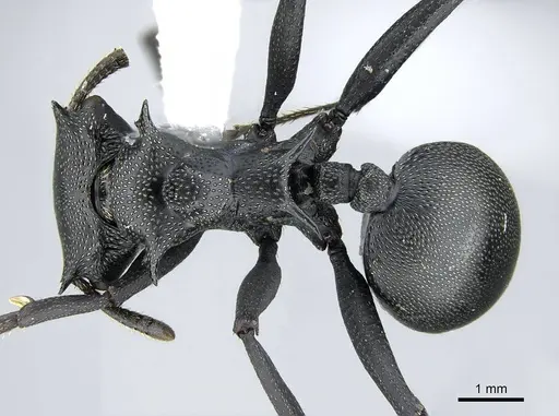 Cephalotes atratus - CASENT0914462