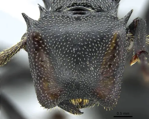 Cephalotes atratus - CASENT0914462