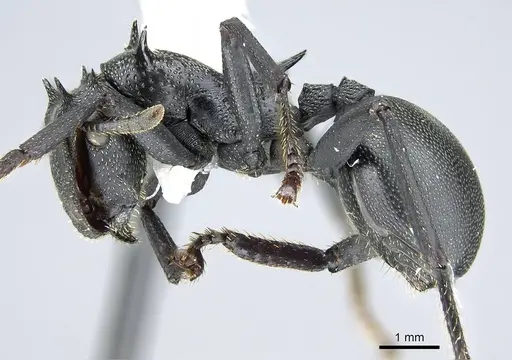 Cephalotes atratus - CASENT0914462