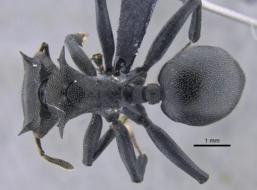 Cephalotes atratus - CBUMAGENT41883