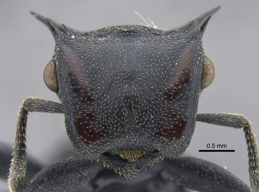 Cephalotes atratus - CBUMAGENT41883