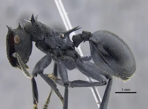 Cephalotes atratus - CBUMAGENT41883