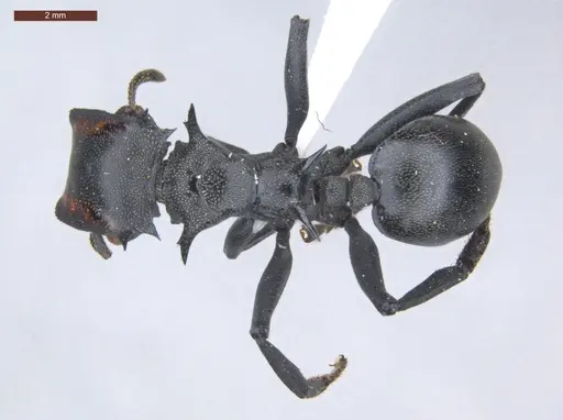 Cephalotes atratus - ECOFOG-SL13-1124-08