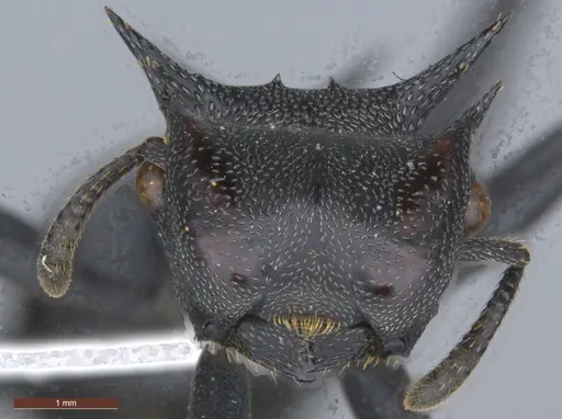 Cephalotes atratus - ECOFOG-SL13-1124-08