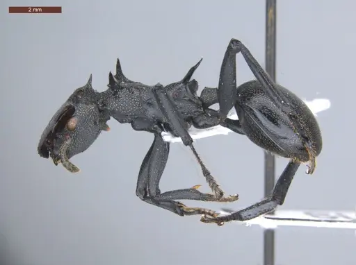 Cephalotes atratus - ECOFOG-SL13-1124-08