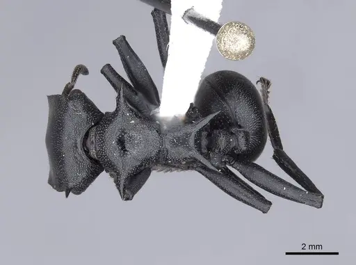 Cephalotes atratus - FMNHINS0000047364