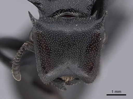 Cephalotes atratus - FMNHINS0000047364