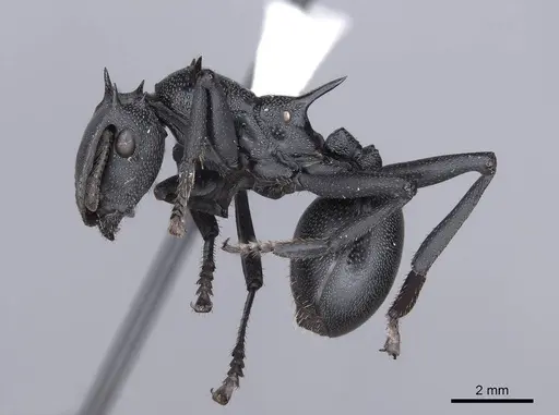 Cephalotes atratus - FMNHINS0000047364