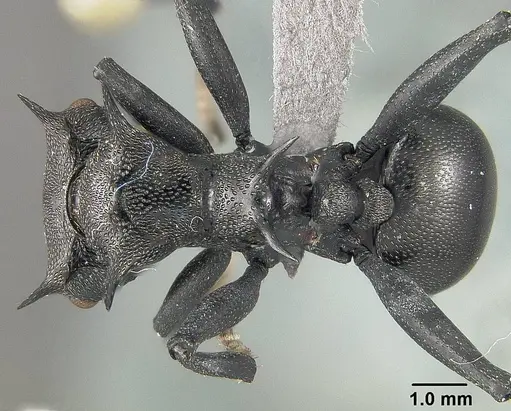 Cephalotes atratus - USNMENT01124203
