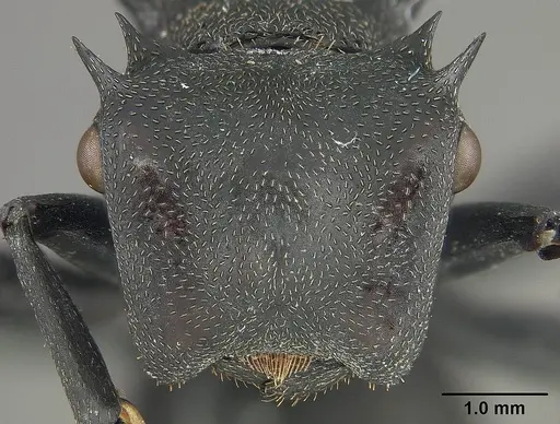 Cephalotes atratus - USNMENT01124203