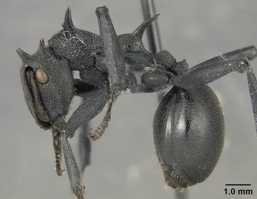 Cephalotes atratus - USNMENT01124203
