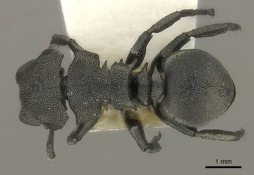 Cephalotes basalis specimen