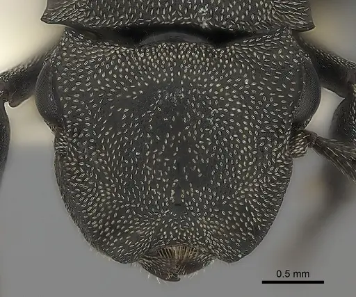 Cephalotes basalis specimen