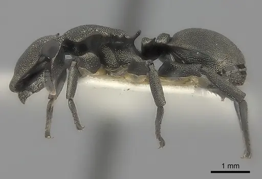 Cephalotes basalis specimen