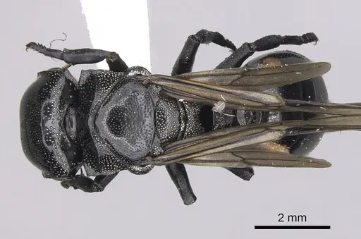 Cephalotes basalis - CASENT0627933