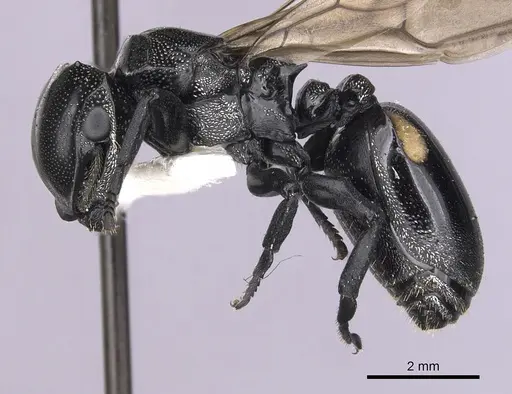 Cephalotes basalis - CASENT0627933