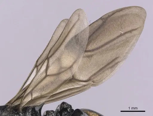 Cephalotes basalis - CASENT0627933