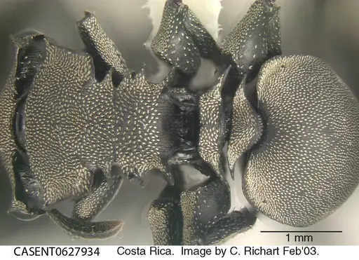 Cephalotes basalis - CASENT0627934