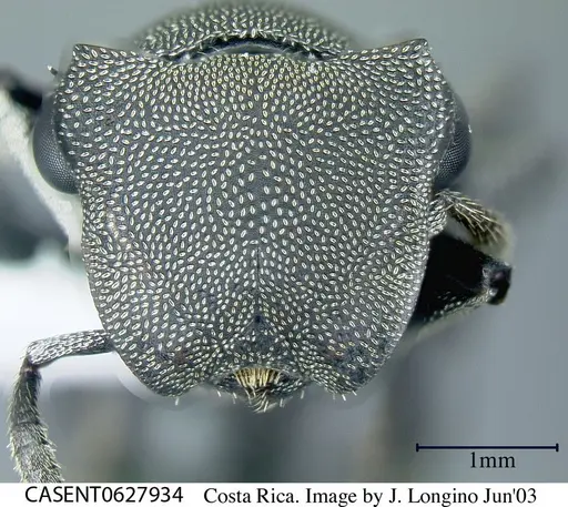 Cephalotes basalis - CASENT0627934