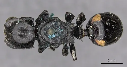 Cephalotes basalis - CASENT0900246