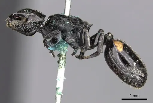 Cephalotes basalis - CASENT0900246
