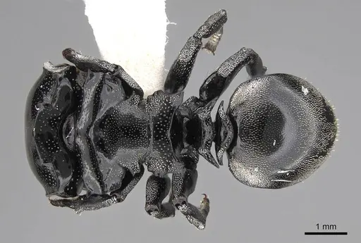 Cephalotes basalis - CASENT0922590