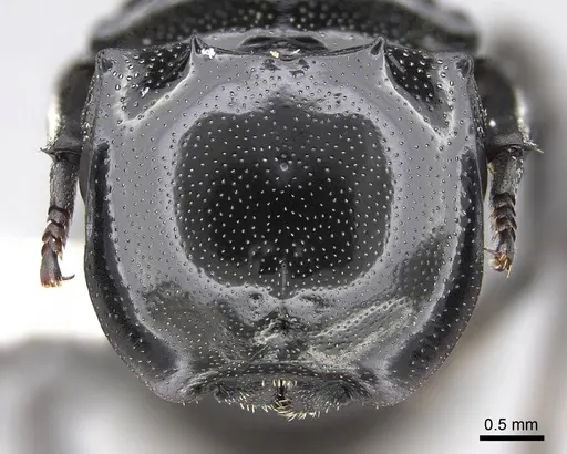 Cephalotes basalis - CASENT0922590