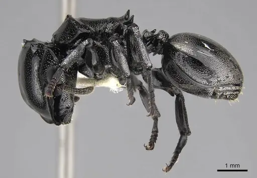 Cephalotes basalis - CASENT0922590