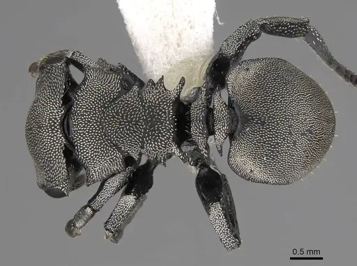 Cephalotes basalis - CASENT0922591