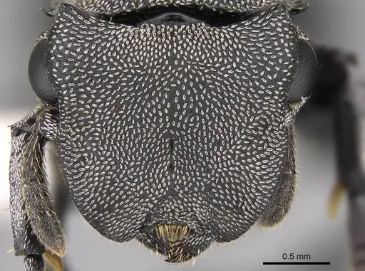 Cephalotes basalis - CASENT0922591