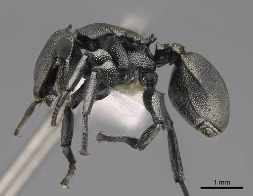 Cephalotes basalis - CASENT0922591