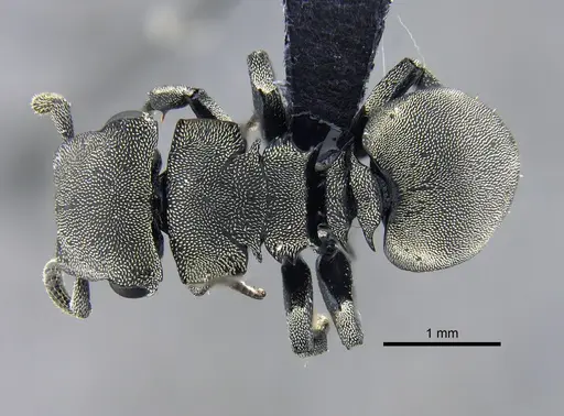 Cephalotes basalis - CBUMAGENT39741