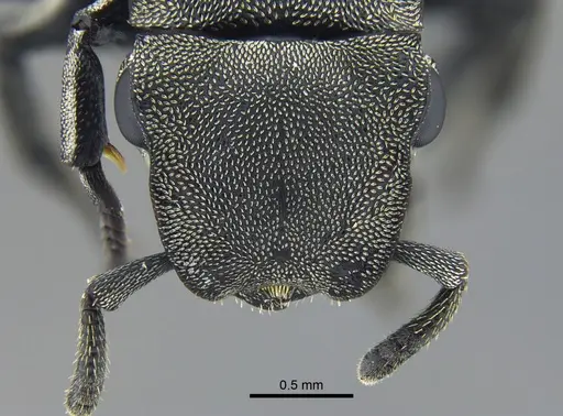 Cephalotes basalis - CBUMAGENT39741